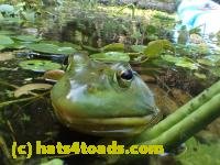 /home//u458753944/public_html/sourcegallery//////////////Frogs/Bullfrogs 2016-08 Ontario/P8091470.JPG